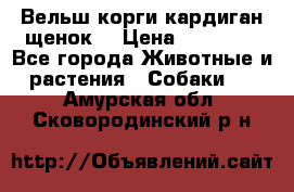 Вельш корги кардиган щенок  › Цена ­ 35 000 - Все города Животные и растения » Собаки   . Амурская обл.,Сковородинский р-н